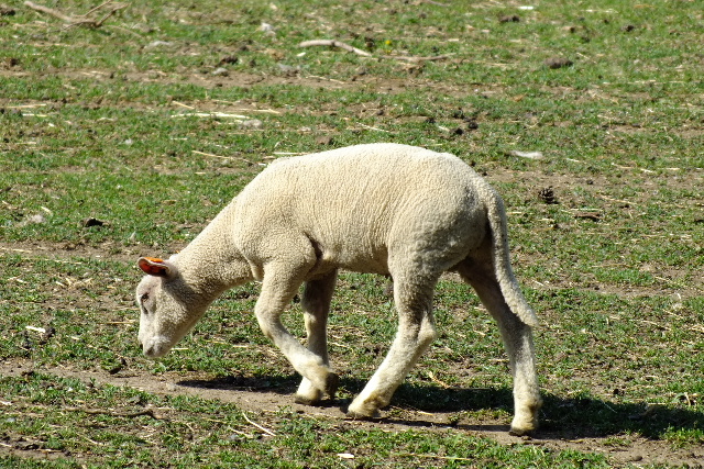 DSCF1465